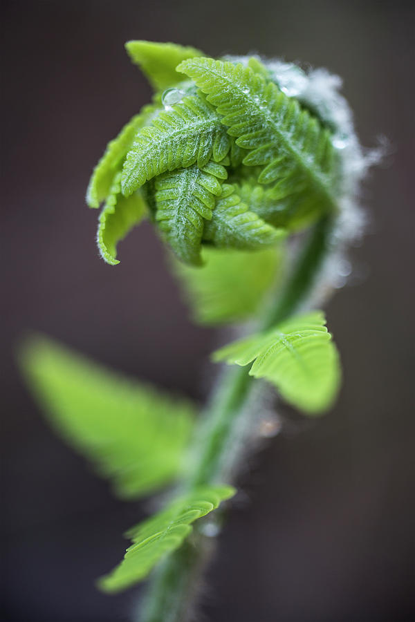 Fiddlehead One Photograph by White Mountain Images