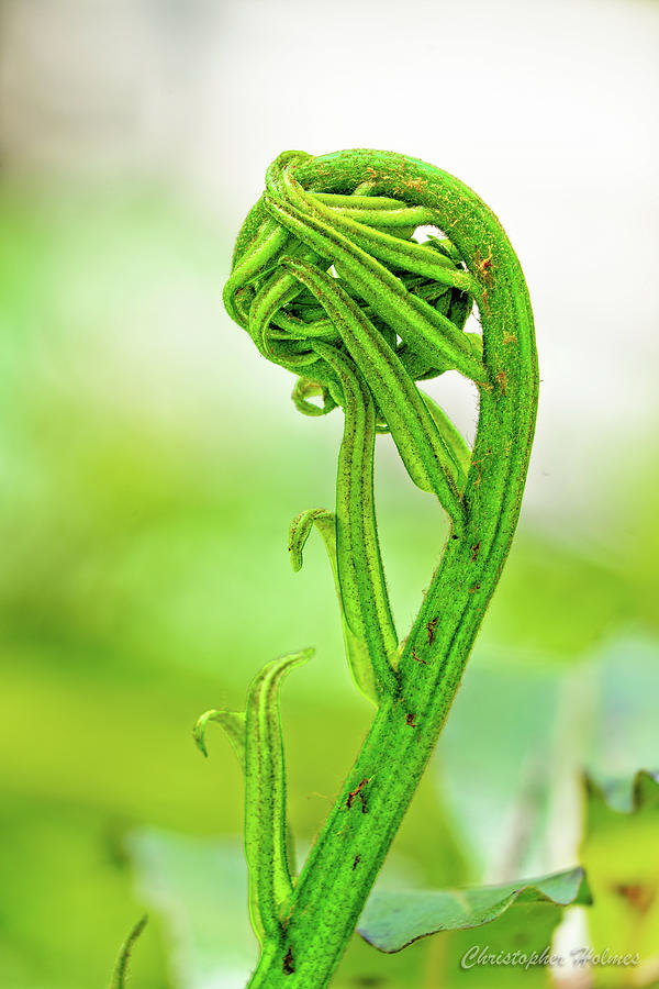 Fiddlehead Unfurling Photograph by Christopher Holmes