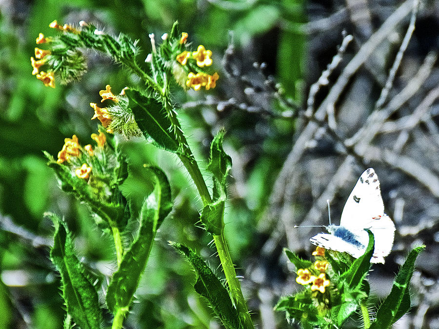 Fiddleneck and a White Butterfly in Joshua Tree National Park, California Photograph by Ruth Hager
