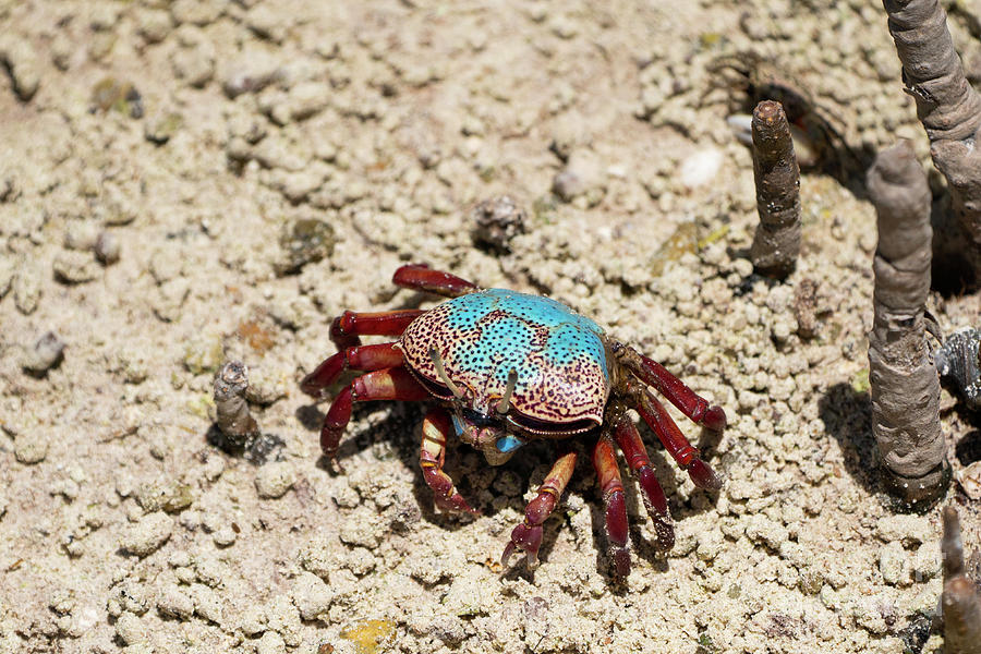 Fiddler crab Uca tetragonon g7 Photograph by Eyal Bartov - Pixels