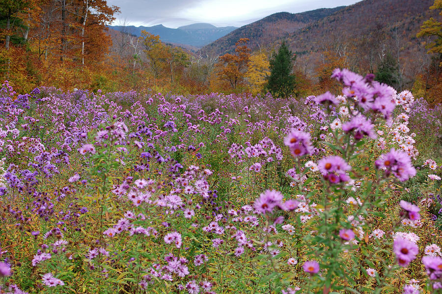 Field & Wild Flowers, New Hampshire Digital Art by Heeb Photos