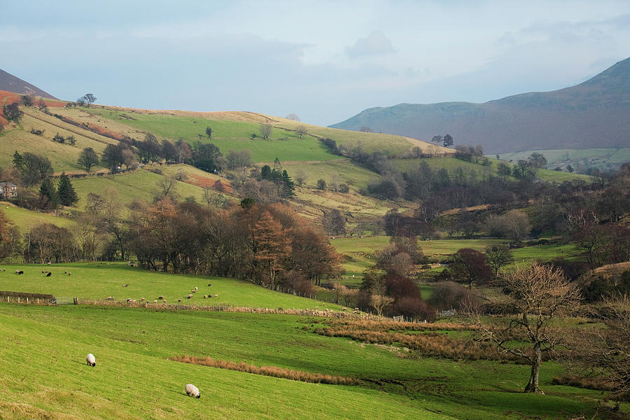 Field And Trees In Countryside, Cumbria, Uk Digital Art by Glyn Thomas ...