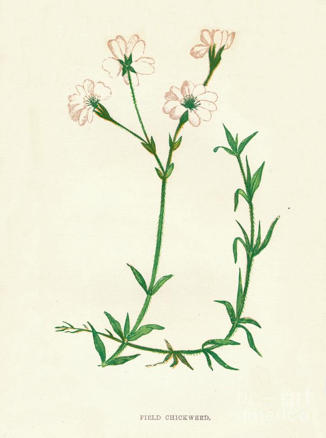 Field Chickweed, C1891, 1891 Drawing by Print Collector