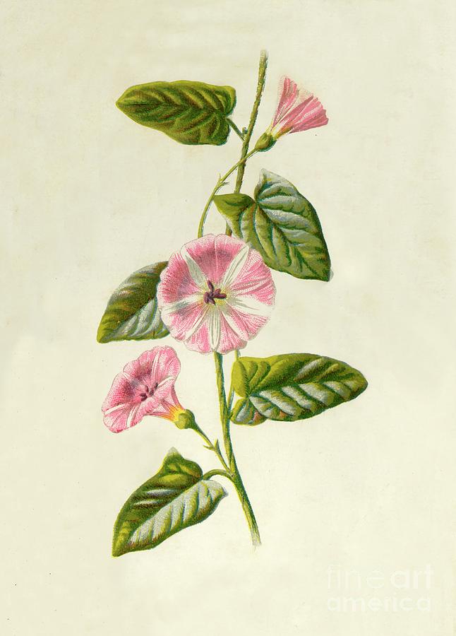 Field-convolvulus Drawing by Print Collector