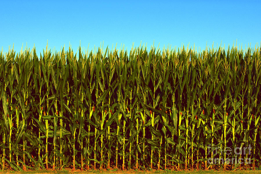Field Corn Photograph