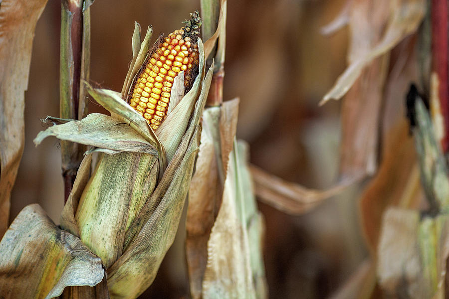 Field Corn Photograph by Todd Klassy