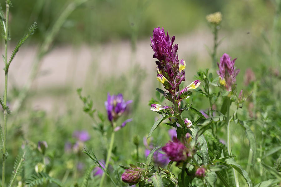 Field cow-wheat - Melampyrum arvense Photograph by Jivko Nakev - Fine ...