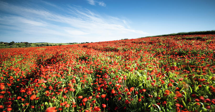 Field full with red  poppy anemone flowers. Photograph by Michalakis Ppalis