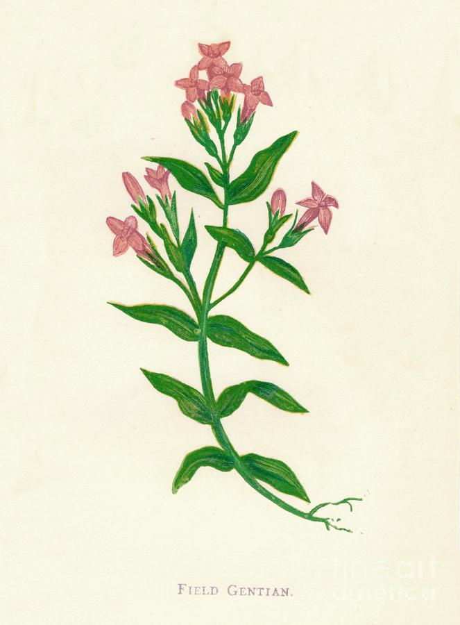 Field Gentian, C1891, 1891 Drawing by Print Collector