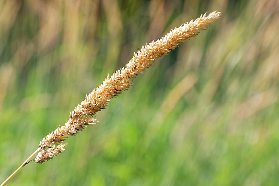 Field Photograph - Field Grass by Jeff Severson Field Photograph - Field Grass by Jeff Severson