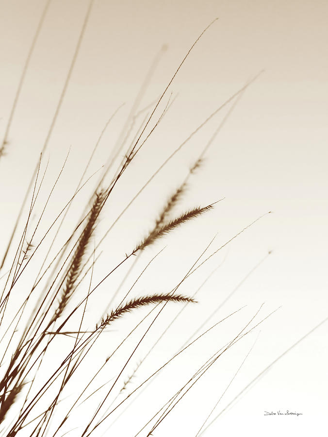 Brown Photograph - Field Grasses I Sepia by Van Swearingen, Debra