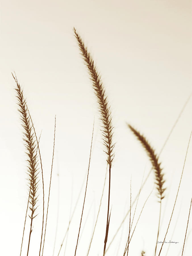 Brown Photograph - Field Grasses Iv Sepia by Van Swearingen, Debra