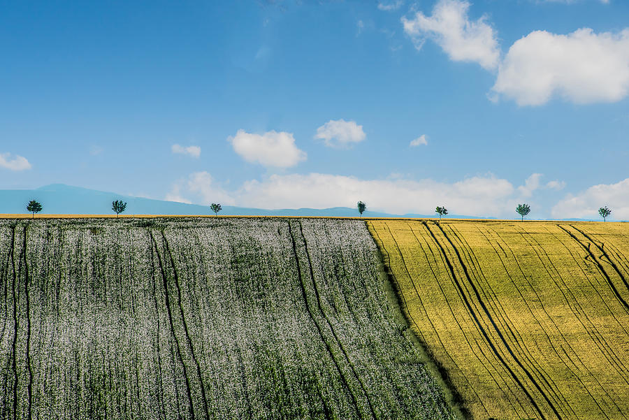 Field In Moravia Photograph by Jay Zhu