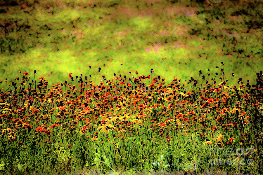 Field in my Dreams Photograph by Mesa Teresita