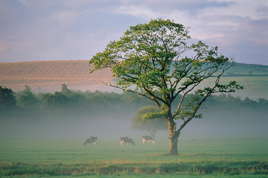 Field Maple Tree In Early Morning Mist Photograph by Jeremy Walker