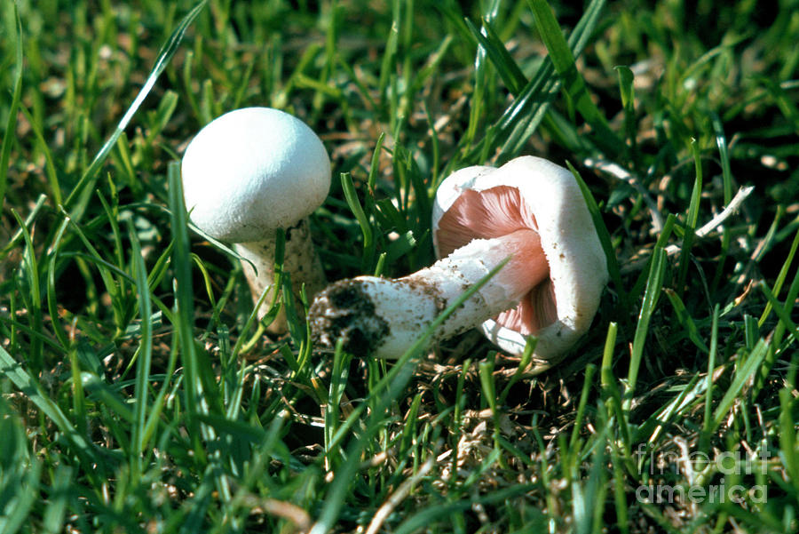 Nature Photograph - Field Mushroom by W Broadhurst/science Photo Library