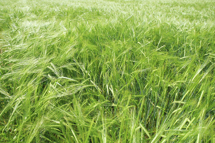 Field Of Barley, , Carinthia, Austria Photograph by Harald Eisenberger ...