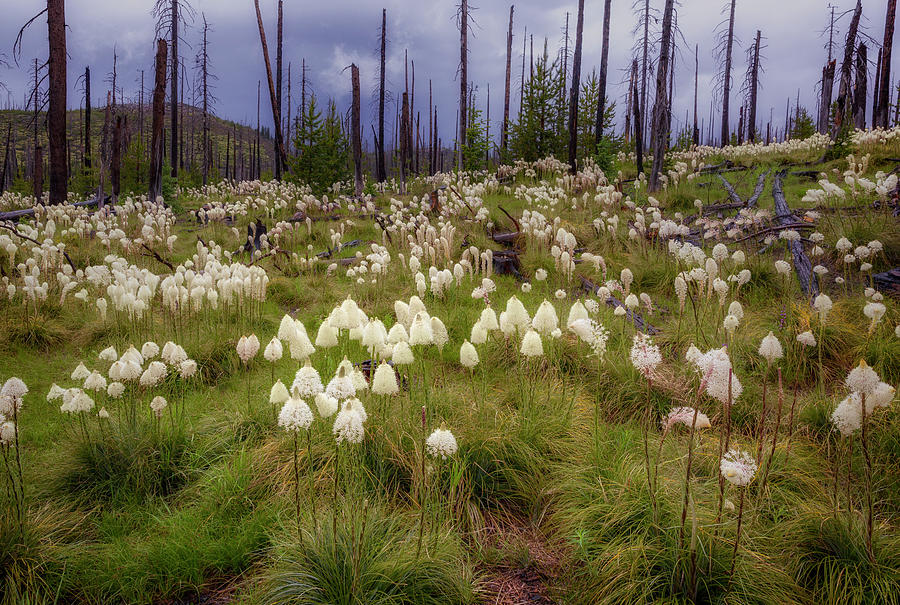 Field of Bear Grass Photograph by Cat Connor