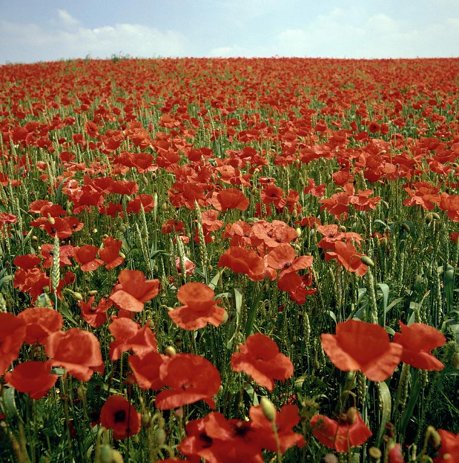 Field Of Bright Red Poppy Flowers Photograph by Travel Ink