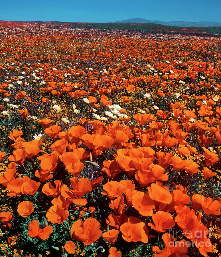 Field Of California Poppies Desert Dandelions California Photograph by Dave Welling