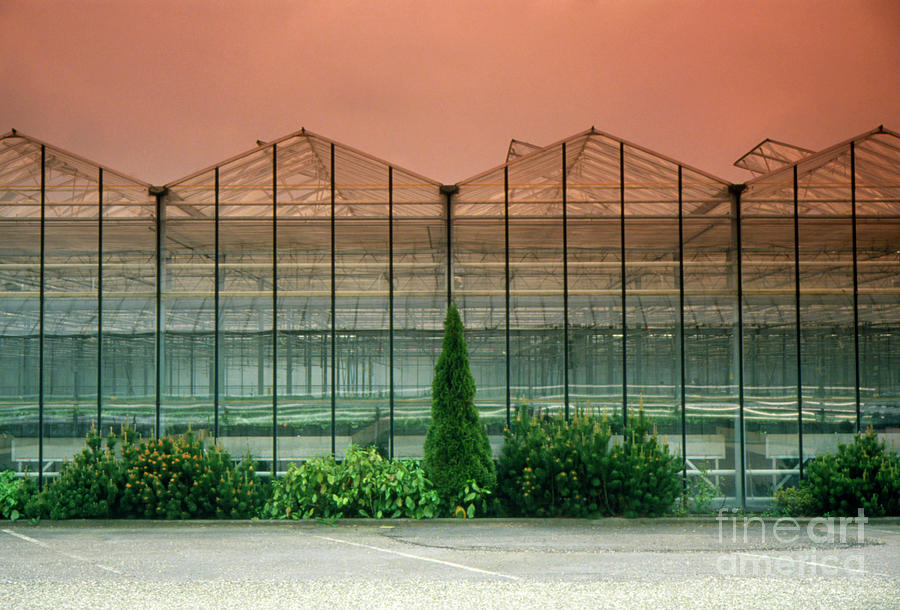 Field Of Carnations Growing In A Glass House Photograph by Francoise Sauze/science Photo Library