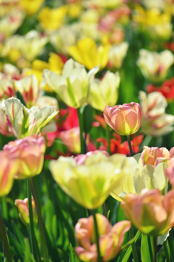 Field Of Colorful Dutch Tulips Photograph by Photo By Ira Heuvelman-dobrolyubova
