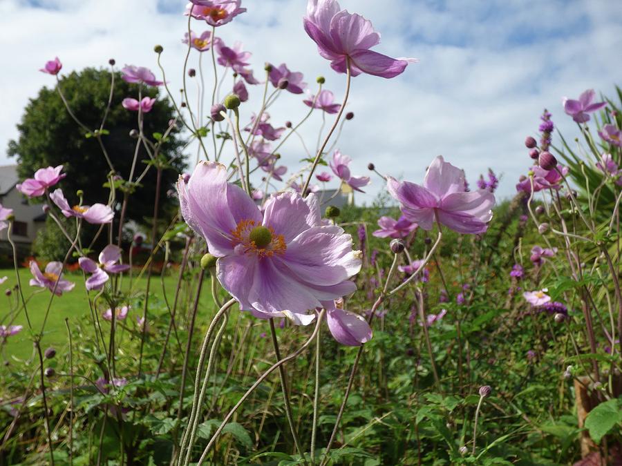 Field Of Cosmos In Ireland Photograph