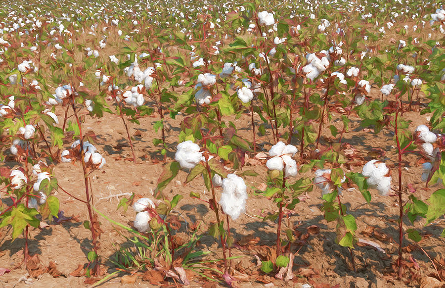 Field of Cotton 2 Digital Art by Roy Pedersen
