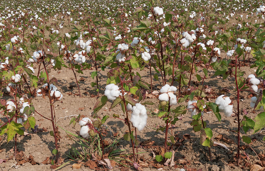 Field of Cotton Photograph by Roy Pedersen