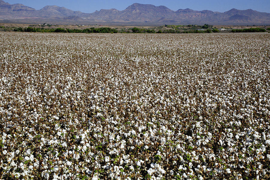 Field Of Cotton With Mountains Beyond Photograph by Timothy Hearsum