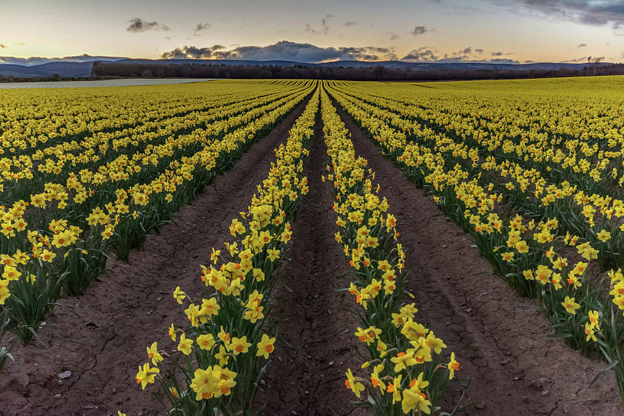 Field of Daffodils Photograph by Gary Smith Pixels