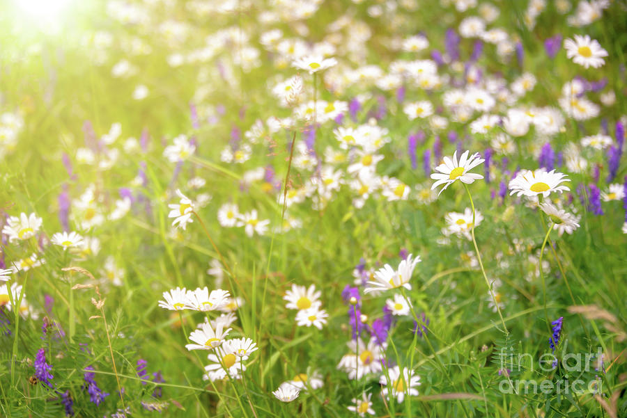 Daisy Photograph - Field of daisies by Delphimages Photo Creations