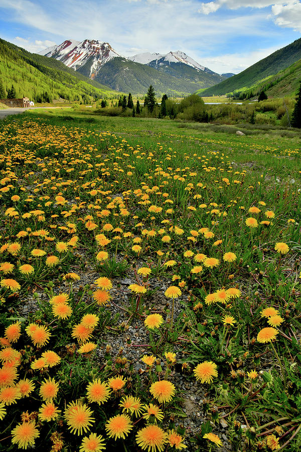 Waterfall Photograph - Field of Dandelions beneath Red Mountains by Ray Mathis