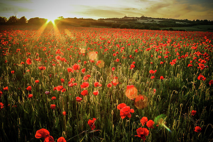 Field of Dreams Photograph by Adam Petto - Fine Art America