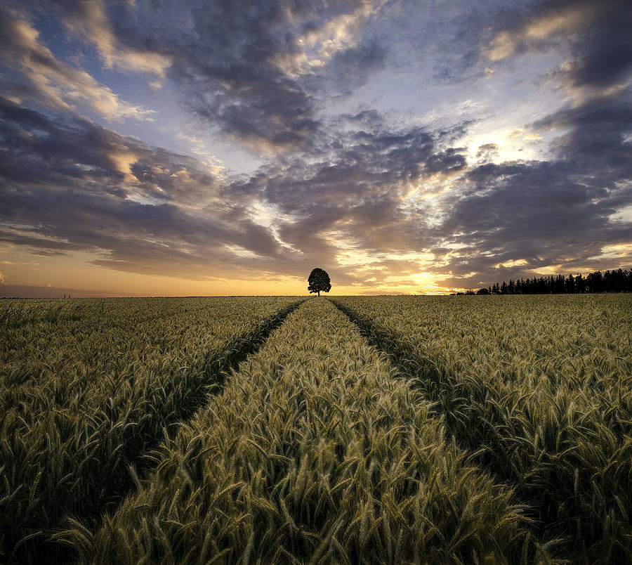 Field Of Dreams Photograph by Christian Lindsten
