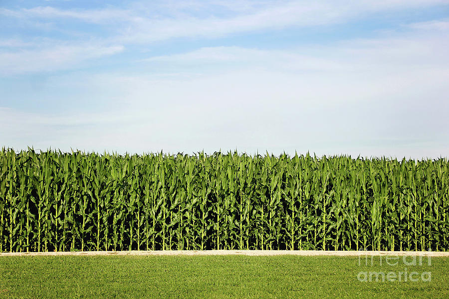 field of dreams cornfield