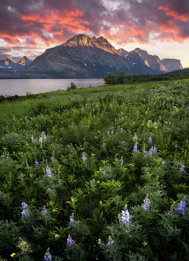 Field of Dreams / St. Mary Lake, Glacier National Park by Nicholas Parker Field of Dreams / St. Mary Lake, Glacier National Park by Nicholas Parker