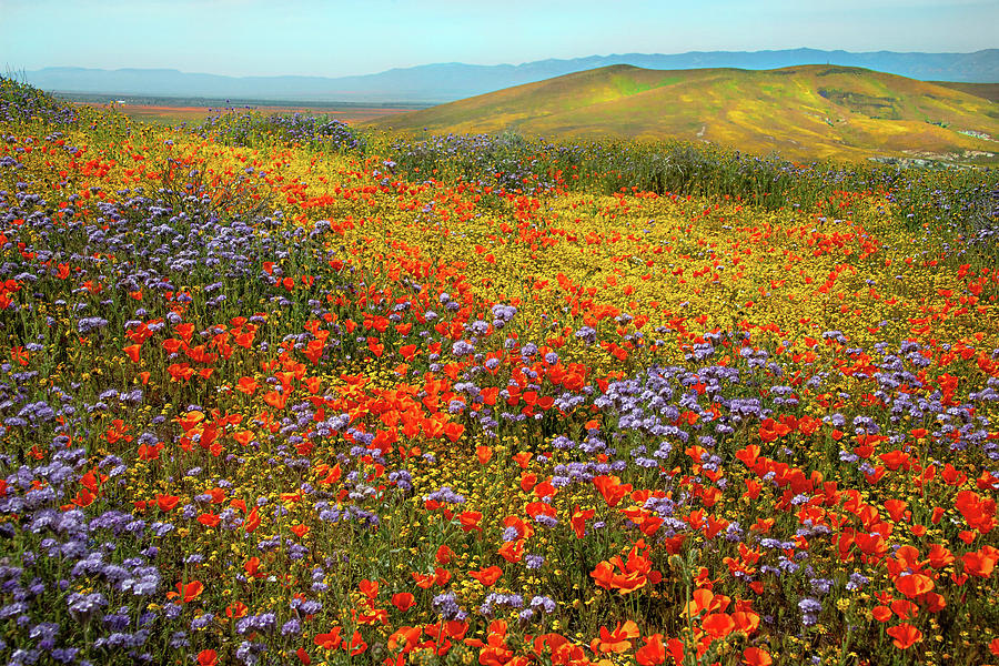 Field of Dreams - Superbloom 2019 by Lynn Bauer Field of Dreams - Superbloom 2019 by Lynn Bauer