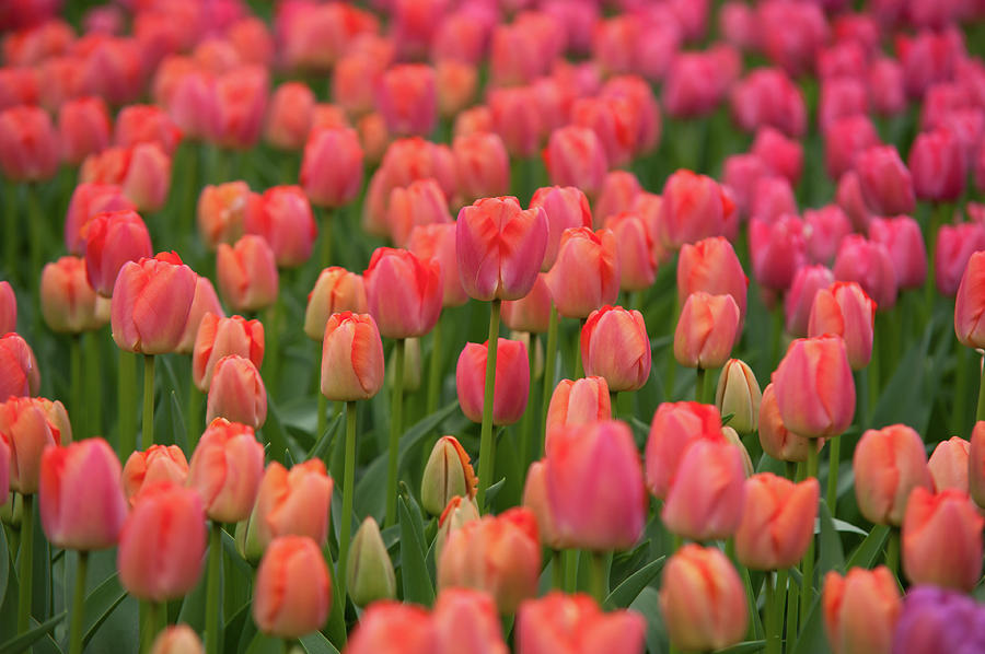 Field of Dutch Peach Pink Tulips Photograph by Jenny Rainbow