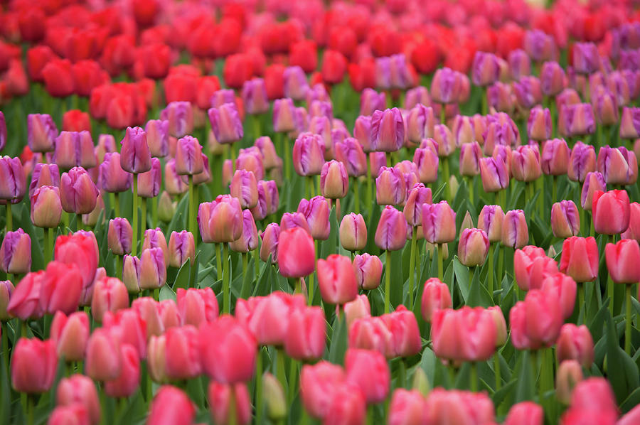 Field of Dutch Pink Violet Tulips Photograph by Jenny Rainbow