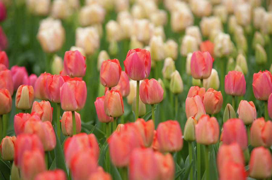 Field of Dutch Pink White Tulips Photograph by Jenny Rainbow