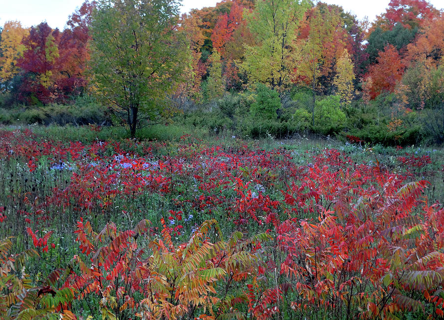 Field of Fall Colors Photograph by David T Wilkinson