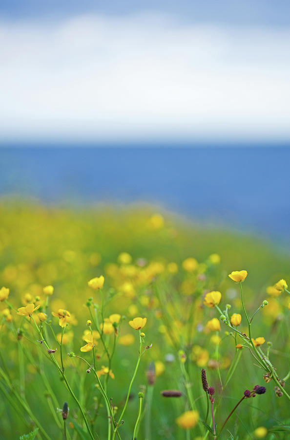 Field Of Flowers In Front Of The Sea Photograph by Sindre Ellingsen