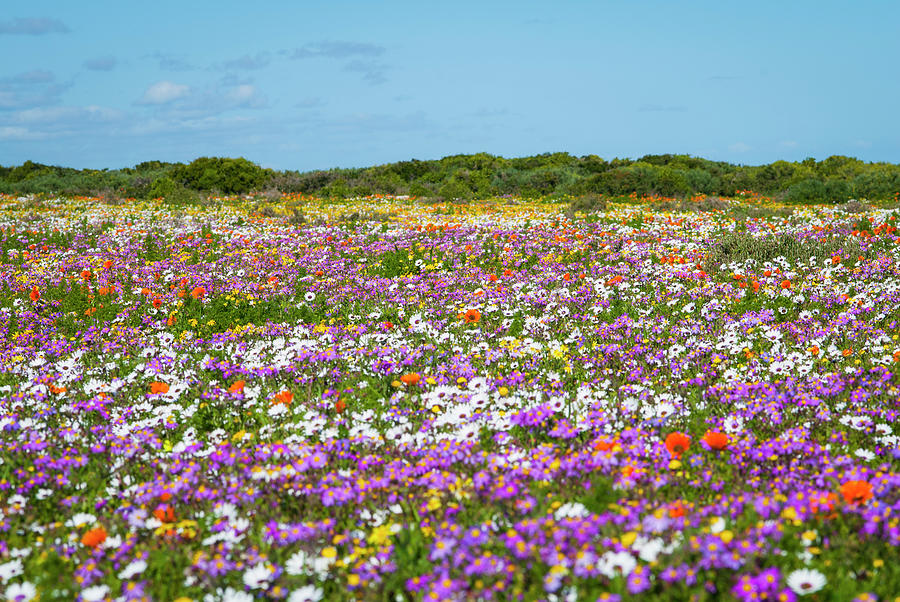 Field Of Flowers In Rural Landscape by Luka