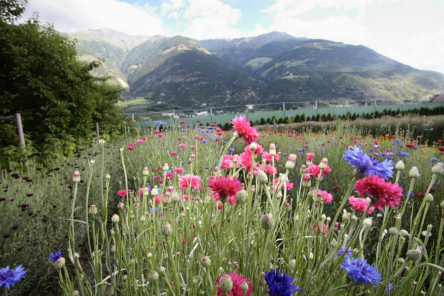 Field Of Flowers In Rural Landscape Photograph by Stefano Gilera