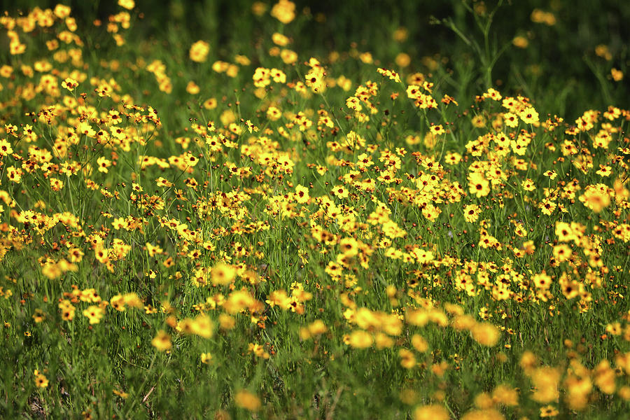 Field of Flowers Photograph by Juli Ellen