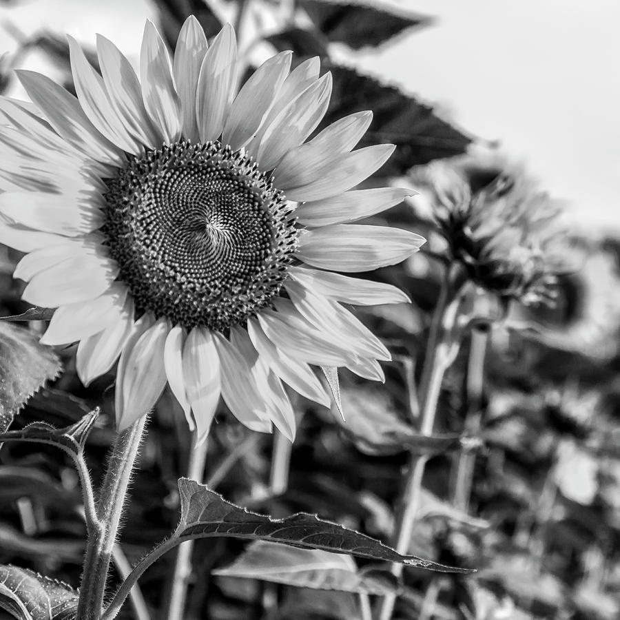 Sunflower Photograph - Field of Flowers by Ray Silva
