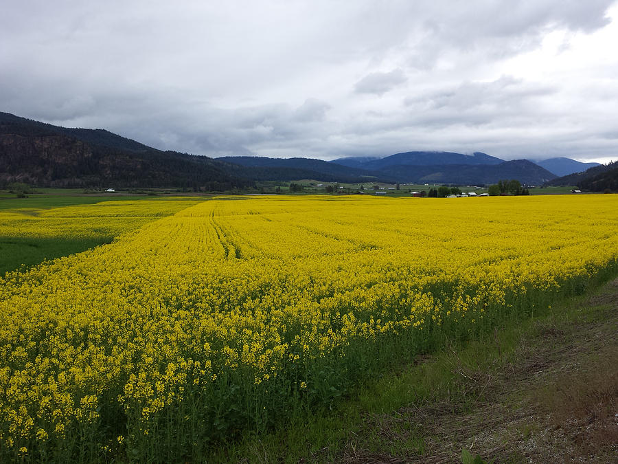 Field of Gold - Colville WA by Jennifer Kohr Field of Gold - Colville WA by Jennifer Kohr