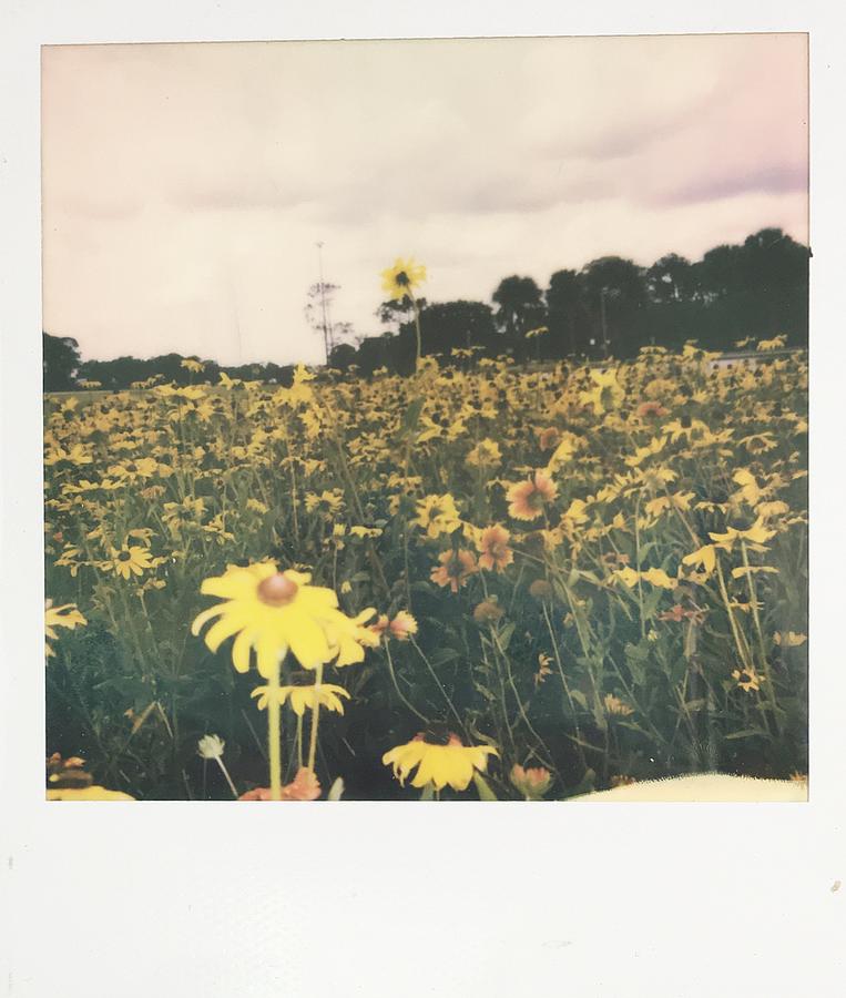 Field of gold Photograph by Jazmen Holstein - Pixels