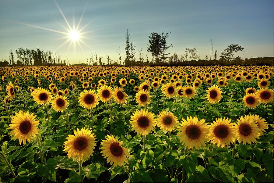 Field of Hope Photograph by Jeff Burcher